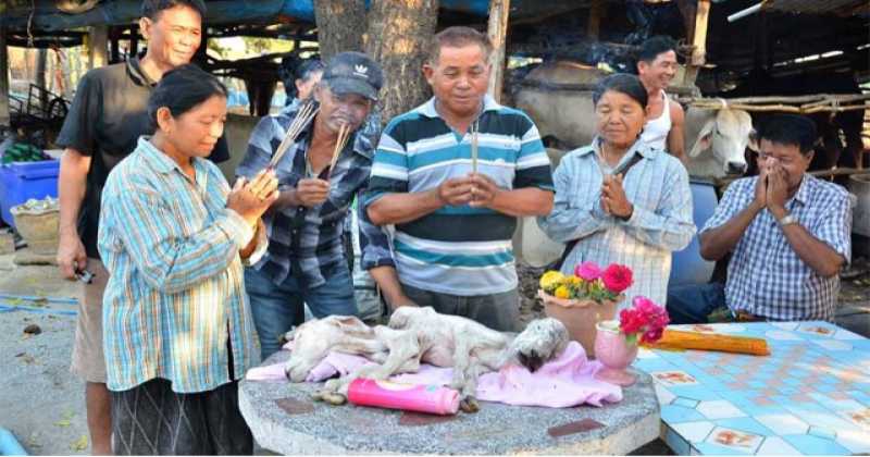 แห่ตีหวย! ลูกวัวประหลาด 2 หัว 6 ขา 2 หาง เลขเด็ดตัวไหนดี