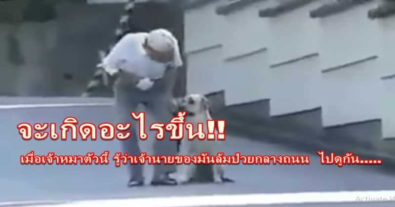 จะเกิดอะไรขึ้น!! เมื่อเจ้าหมาตัวนี้ รู้ว่าเจ้านายของมันล้มป่วยกลางถนน ไปดูกัน..... ( คลิป )