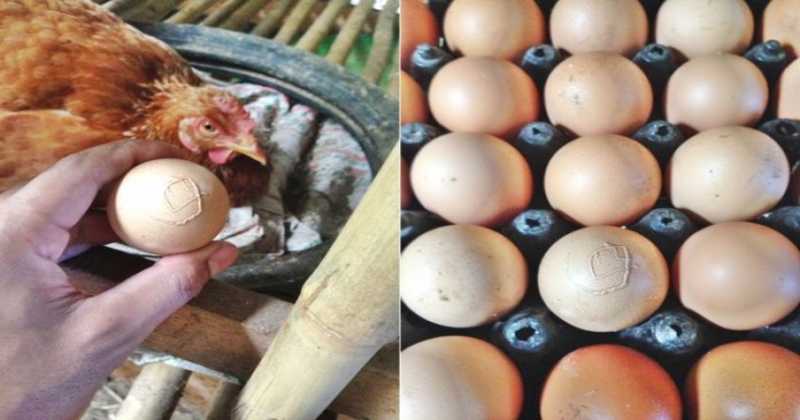 ขนลุก!!! ไก่ฟักไข่ออกมามีเปลือกคล้ายเลข 9 เจ้าของขนลุกแล้วทำสิ่งนี้