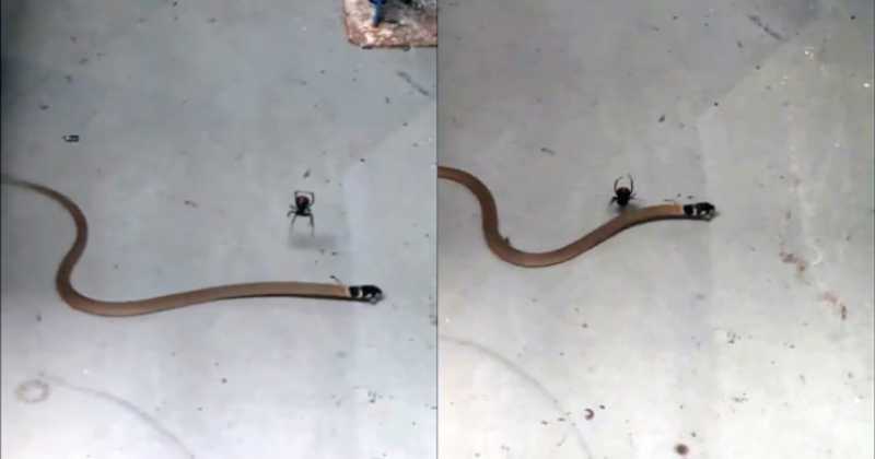 วินาทีโหด! ศึกดุเดือดระหว่าง “แมงมุมแม่ม่ายดำ” กับ “งูสีน้ำตาล” ใครจะชนะ? (คลิป)