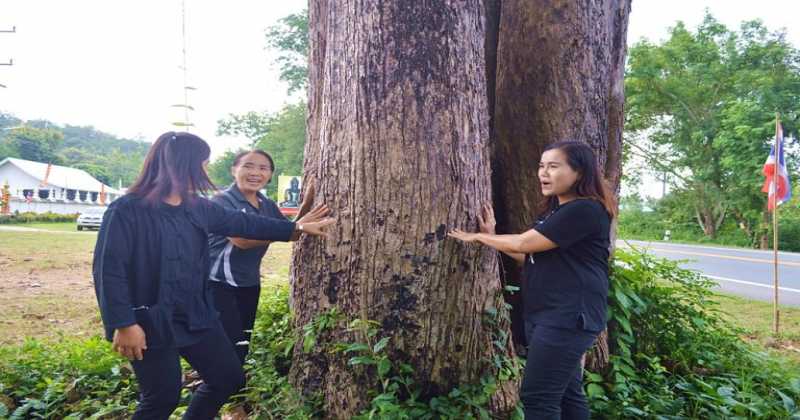 สั่งหยุดโค่นสักทองยักษ์ ขณะเร่งขยายทางหลวงหมายเลข 11 หลังถูกชาวบ้านต่อต้าน